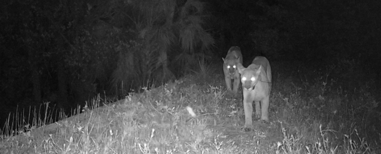 two Florida Panthers caught on camera in night vision