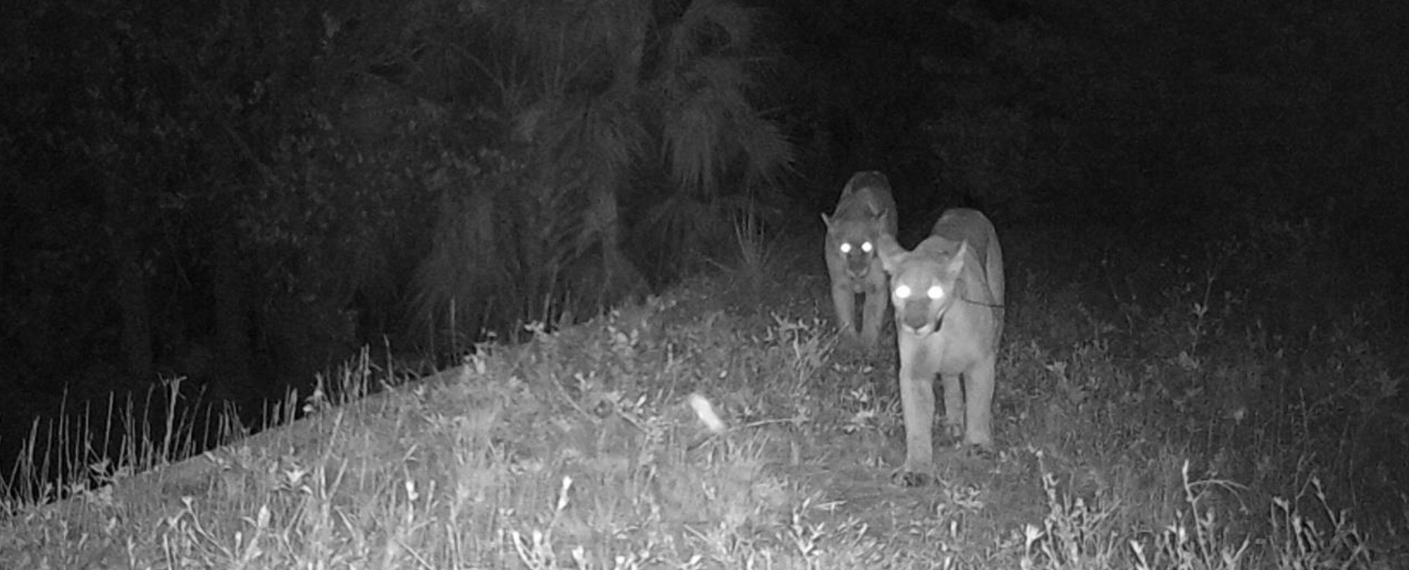 two Florida Panthers caught on camera in night vision