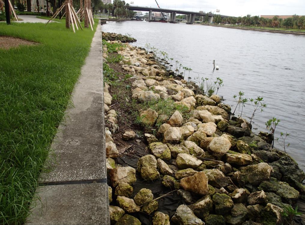 Living shoreline of rocks, greens, and soil along Hillsborough River. Credit to Tom Ries for photo.